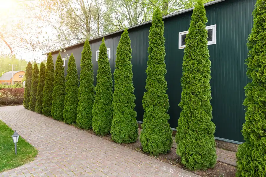 Reliable Landscape Installation Landscape Installation