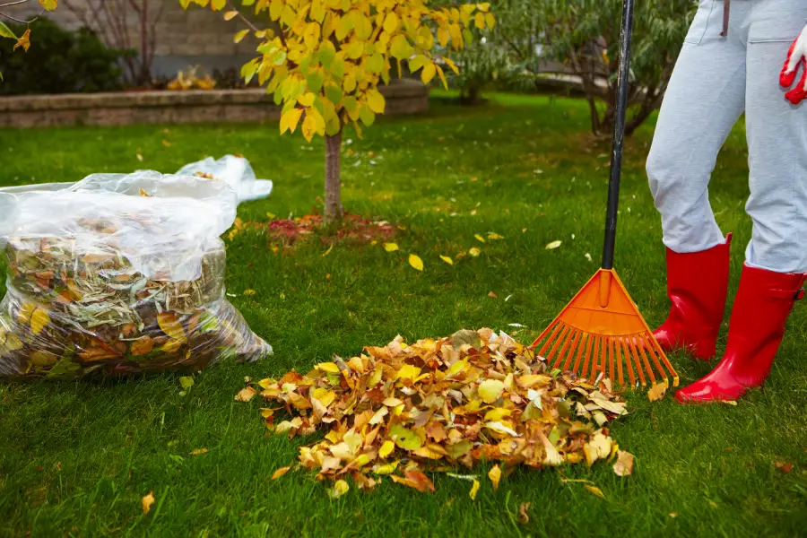Experienced Yard Cleanup Oakland, CA