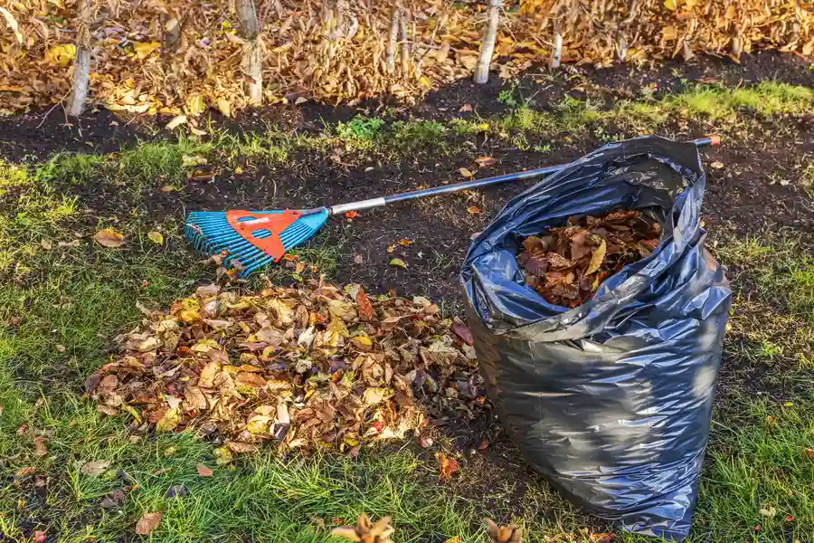 Expert Yard Cleanup Oakland, CA